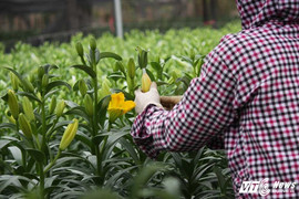 Hoa ly nở sớm ở làng Tây Tựu: ‘Hoa cười mà người rơi lệ’