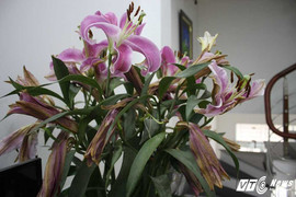 Bị lừa mua hoa 'dỏm' dịp Tết, người chơi hoa khóc dở, mếu dở