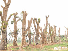 Sau di dời, hàng cây cổ thụ trên đường Kim Mã giờ ra sao?