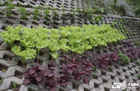 Video, ảnh: Độc đáo vườn rau xanh trong hốc bê tông giữa Thủ đô