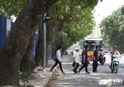 Ảnh: Hơn 1.300 cây xanh trước ngày bị đốn hạ trên phố Hà Nội