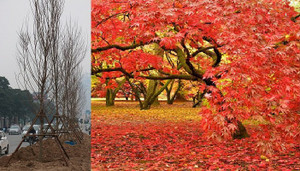 Ảnh: Ngắm hàng phong lá đỏ đậm chất châu Âu lần đầu được trồng trên phố Hà Nội