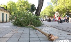 Cây xanh đổ gãy, nằm la liệt sau mưa lớn ở Hà Nội