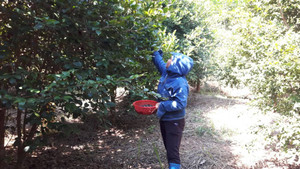 Quả sở tăng giá gấp 3, nông dân lãi hàng trăm triệu đồng