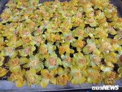 Chè hoa vàng đắt như vàng