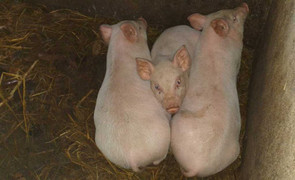 Dịch tả lợn châu Phi xuất hiện ở Thanh Hóa