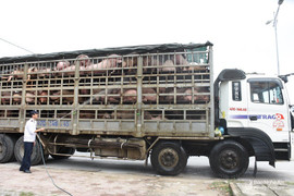 Cán bộ trạm kiểm dịch thờ ơ với tả lợn châu Phi: Giám đốc Sở NN&PTNT Nghệ An lên tiếng