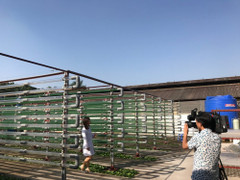 Loại tảo đặc biệt có thể chống được ung thư