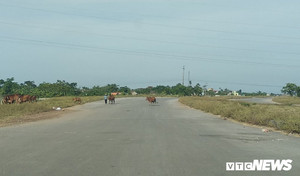 Cận cảnh dự án đường nghìn tỷ đồng dang dở, bỏ hoang, trở thành nơi chăn bò ở Nghệ An