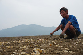 Ngao chết hàng loạt ở Hà Tĩnh do sốc nước ngọt