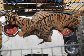 Công an Hà Tĩnh phát hiện 2 chú hổ con còn sống trên xe máy không biển số