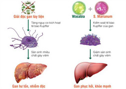 Tăng men gan tiềm ẩn nguy cơ ung thư