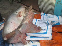 Dân đổ xô đi xem cá tra dầu 'to như chiếc xuồng'