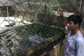 Cá sấu rớt giá thảm hại, người nuôi dở khóc dở mếu