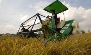 Một phụ nữ bị máy tuốt lúa cán chết