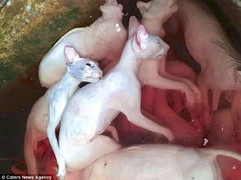 Hình ảnh khủng khiếp trong chợ thịt mèo Việt Nam trên báo nước ngoài