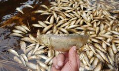 Kinh hãi cảnh 100 tấn cá chết vì lý do bí ẩn, trôi dạt hôi thối nổi trắng bờ biển