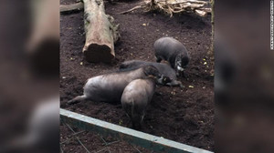 Phát hiện mới chứng minh lợn thông minh, sở hữu khả năng ít loài có