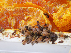 Kết quả thảm khốc của lũ ong say xỉn 'định cư' bên ngoài Tòa nhà Quốc hội Australia