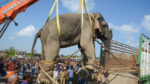 Hạ gục 'voi bin Laden' thảm sát 5 người