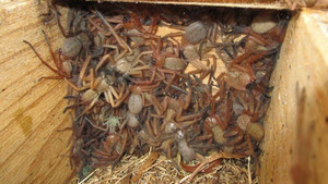 Đàn nhện thợ săn hung hăng 'cướp đất', chen chúc sống trong tổ mới