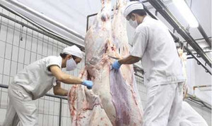 Úc mở cuộc điều tra 'giết bò bằng búa tạ' ở Việt Nam