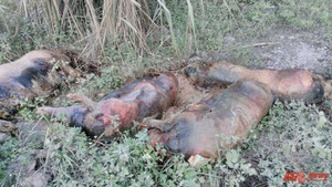 Lợn chết bốc mùi hôi thối nằm la liệt ven đường, dân Lạng Sơn hoang mang