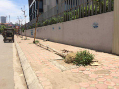 Hà Nội: Cây xanh mới trồng đã chết khô hàng loạt