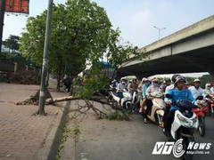 Trước bão số 2, cây đổ vẫn ngổn ngang trên vỉa hè Hà Nội