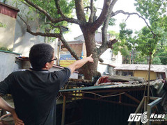 Cây cổ thụ đâm xuyên qua nhà, hàng chục hộ dân sống trong sợ hãi