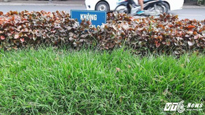 Hà Nội cắt cỏ hàng trăm tỷ đồng: ‘Phải điều tra lãnh đạo, chứ dừng cắt cỏ công nhân chết đói’