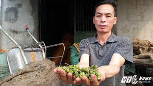 Người dân Lạng Sơn ứa nước mắt vì hoa hồi rớt giá