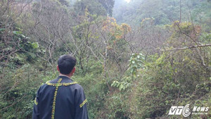 Ứa nước mắt nhìn 'vườn đào tiên' bán rẻ như cho