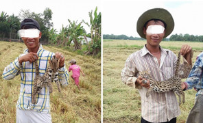 Truy tìm thanh niên khoe ‘chiến tích’ giết mèo rừng trên facebook