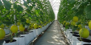 100.000 tỷ đồng làm nông nghiệp sạch sẽ được cho vay như thế nào?