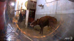 Cảnh giết bò Australia ở Việt Nam bị phản ứng vì quá tàn bạo