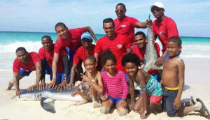 Cá mập chết vì bị bắt lên bờ để 