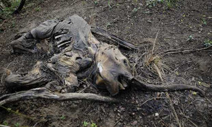 Trái đất có thể mất quá nửa số động vật trong 4 năm tới