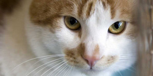 Lần đầu tiên cúm gia cầm lây từ mèo sang người