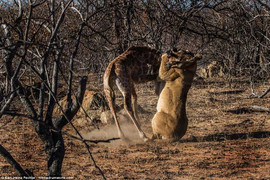 Hươu cao cổ con 'tung cước' vào đàn sư tử hung dữ để tự vệ