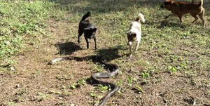 Đàn chó hỗn chiến với hổ mang chúa ở Thái Lan