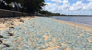 Sứa độc ngập tràn bờ biển Australia như phim viễn tưởng
