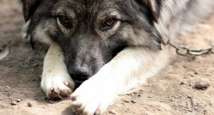 Chú chó ủ ấm cho bé trai bị mẹ bỏ rơi trong giá rét - 12 độ C