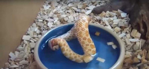 Vì sao rắn tự nhai đuôi mình đến chết?