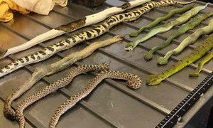 Hải quan Australia tá hỏa khi mở hộp giày thấy toàn rắn, bọ cạp và nhện