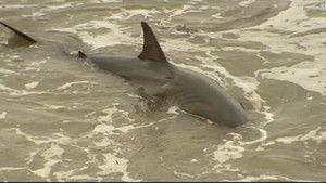 Cá mập trắng lớn vùng vẫy gây náo loạn bờ biển Mỹ