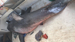 Ngư dân hoảng loạn nhìn cá mập khổng lồ phi lên thuyền