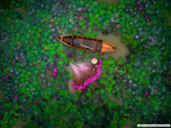 Cảnh thu hoạch hoa súng Việt Nam đoạt giải nhì thi ảnh flycam toàn cầu