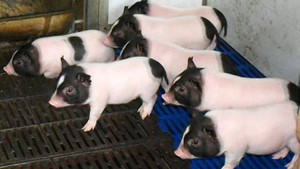 Trung Quốc: Ghép gen của chuột giúp lợn giảm mỡ