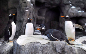 Quá lạnh, chim cánh cụt không sống nổi ở Canada